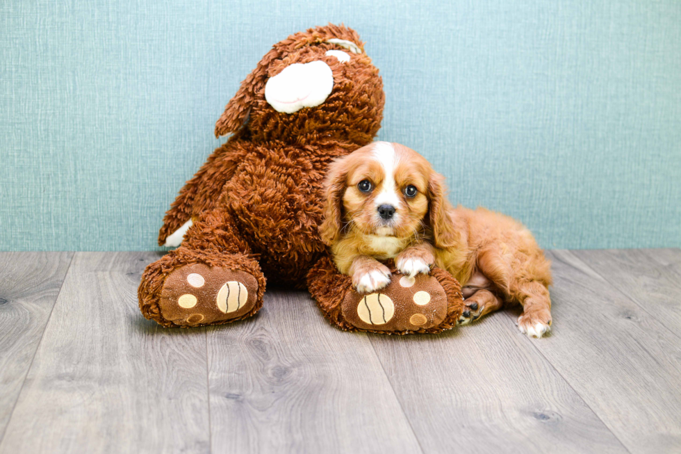 Cavalier King Charles Spaniel Pup Being Cute