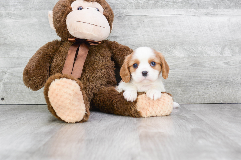 Cavalier King Charles Spaniel Puppy for Adoption