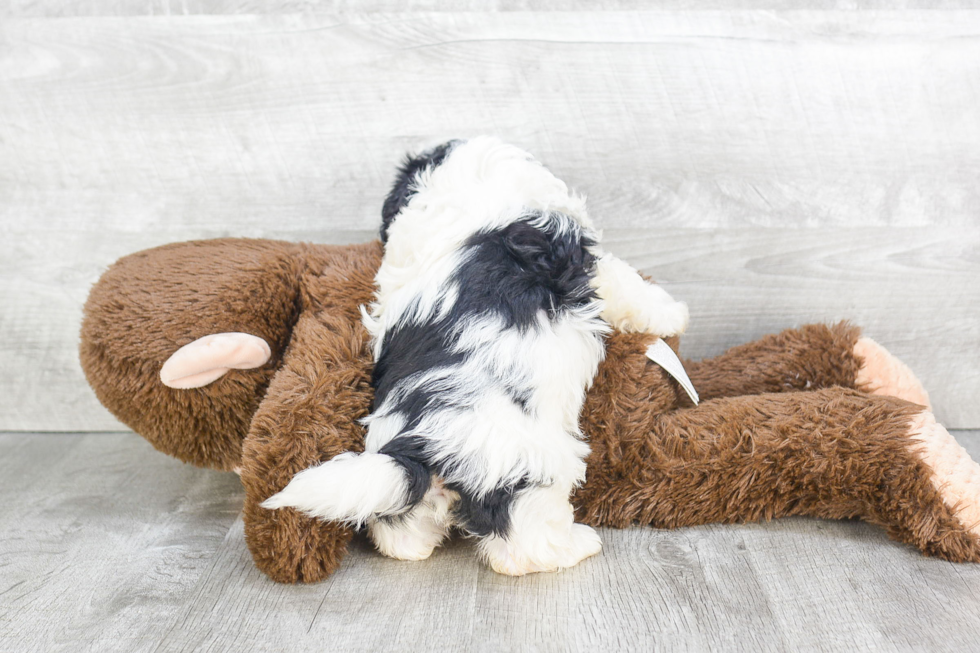 Fluffy Teddy Bear Designer Pup