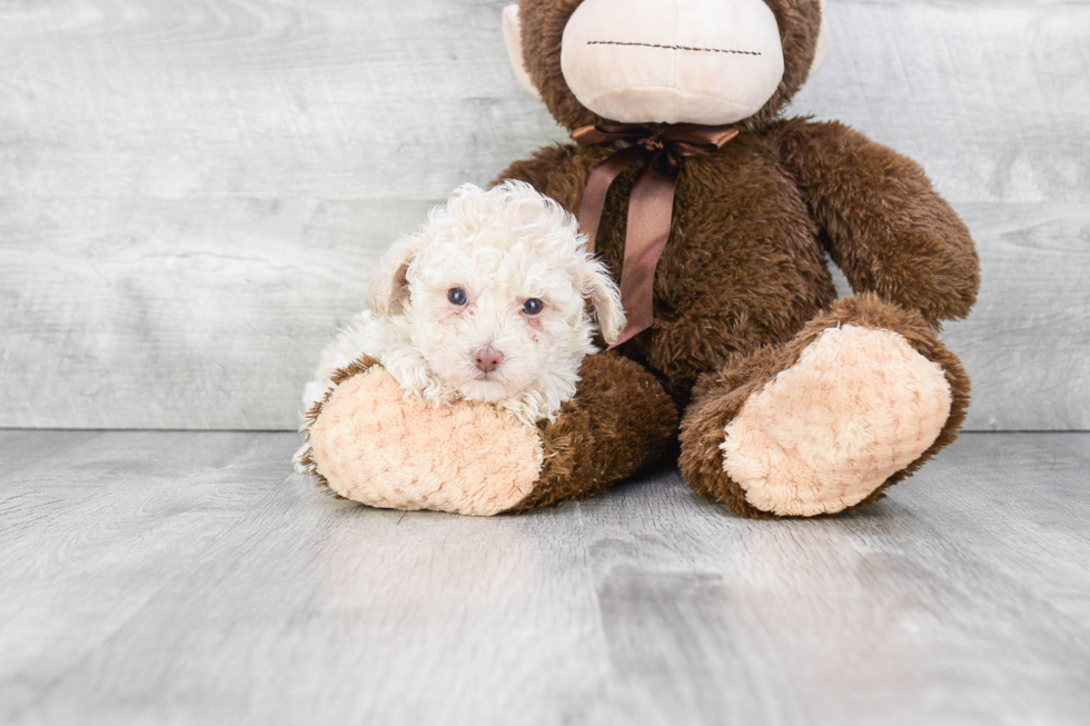 Popular Poodle Purebred Pup