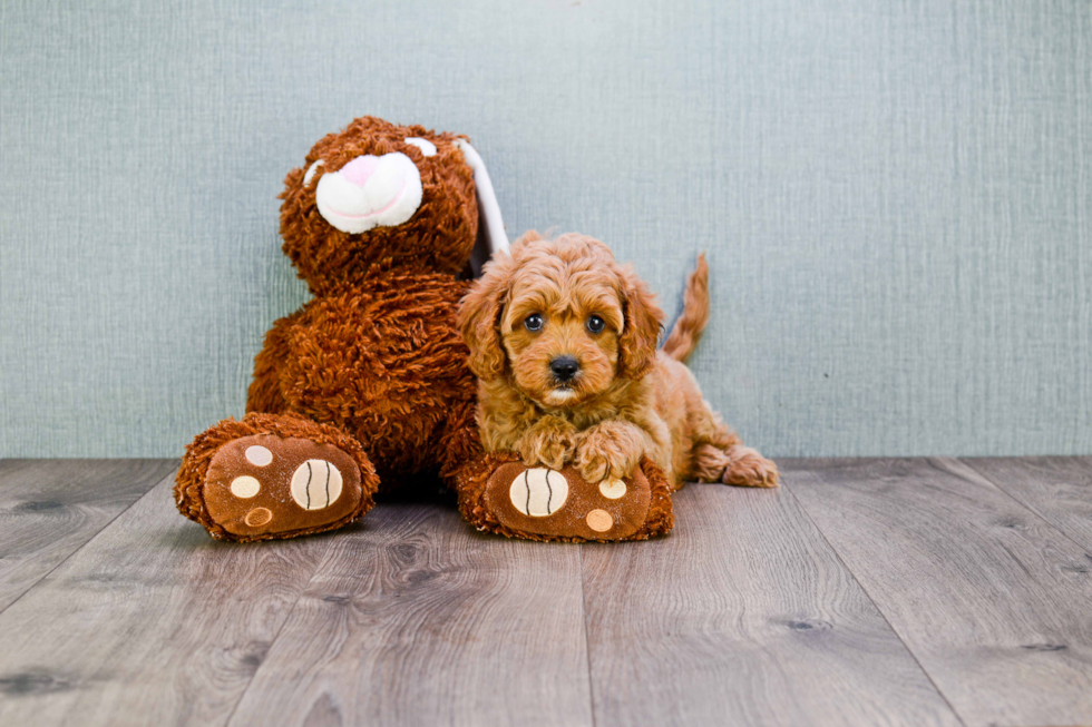 Cavapoo Puppy for Adoption