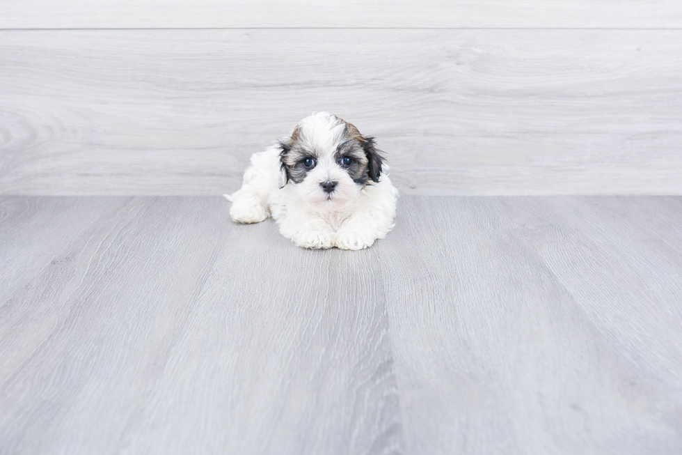 Popular Havanese Baby