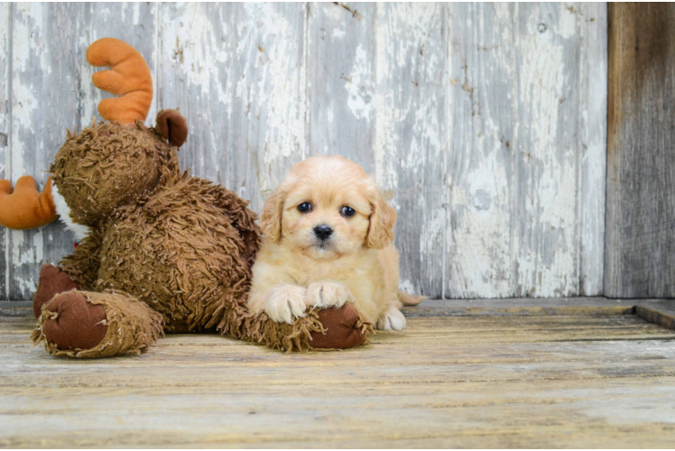 Funny Cavachon Designer Pup