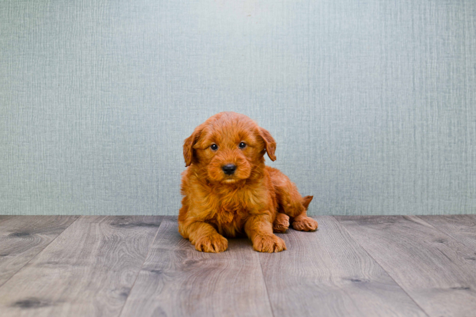 Cute Mini Goldendoodle Baby