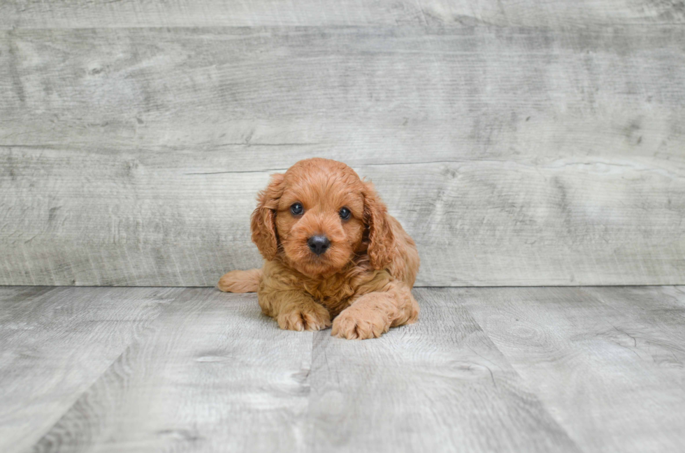 Best Cavapoo Baby