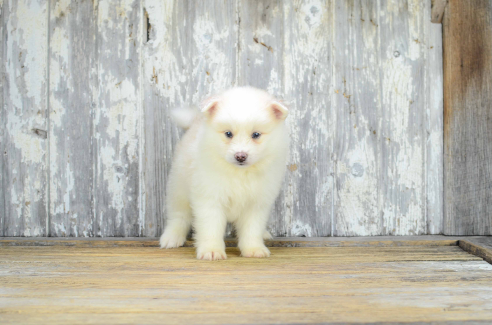 Small Pomsky Baby