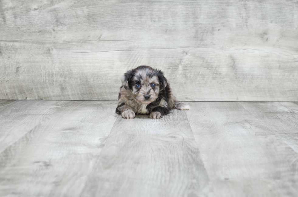 Little Aussiepoo Poodle Mix Puppy