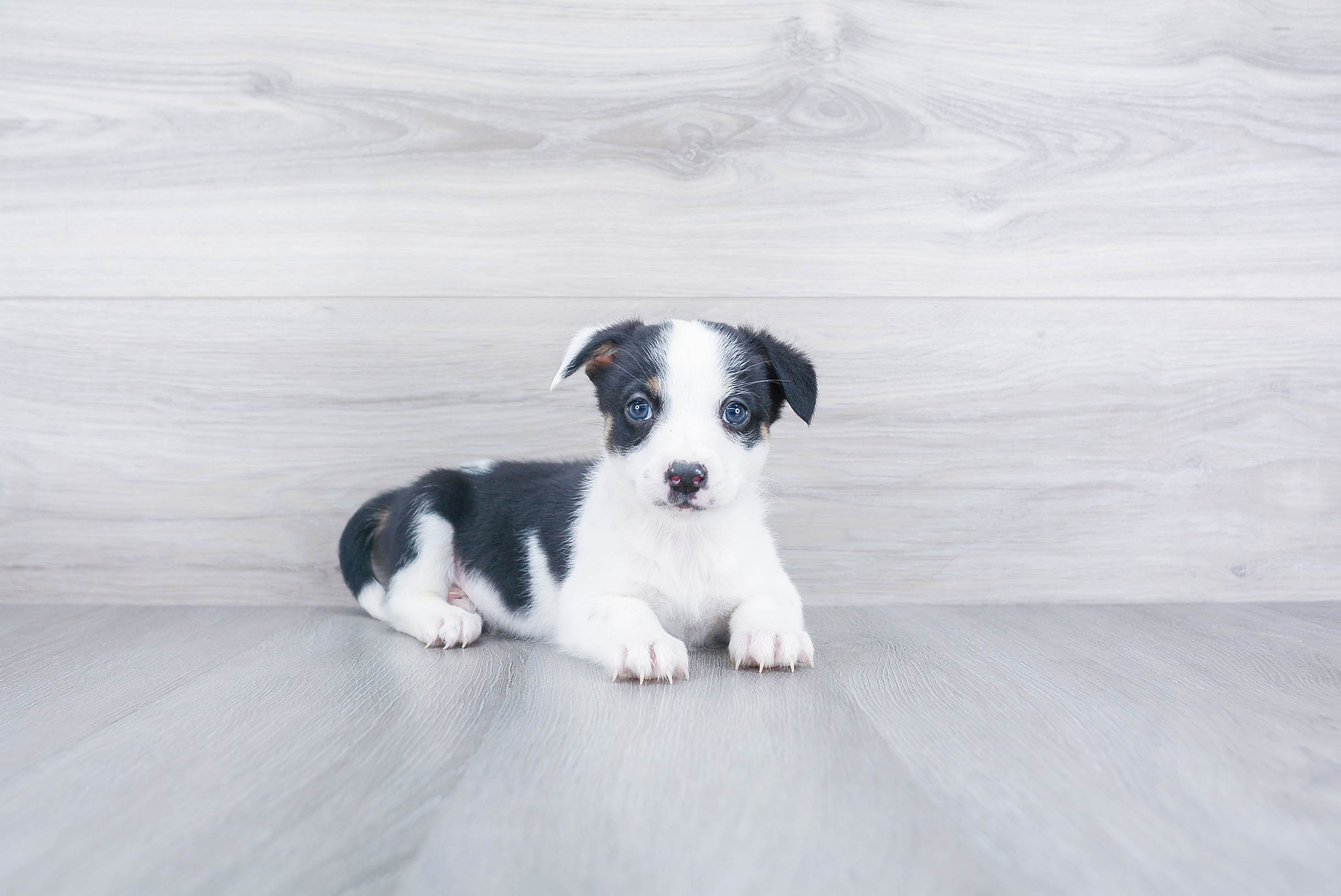 Cute Cowboy Corgi Mix Puppy