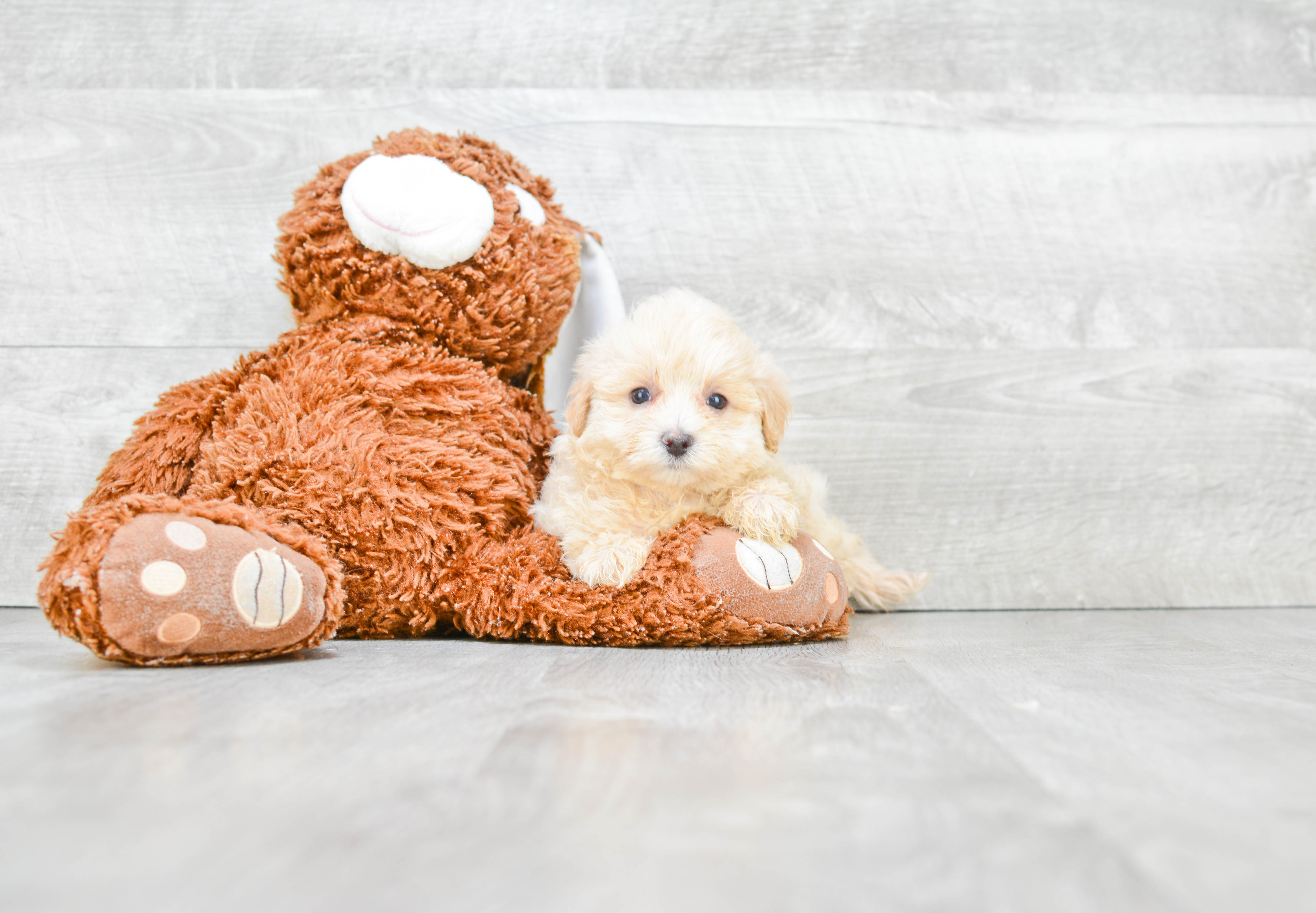 Popular Maltipoo Poodle Mix Pup