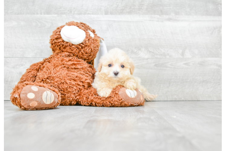 Popular Maltipoo Poodle Mix Pup