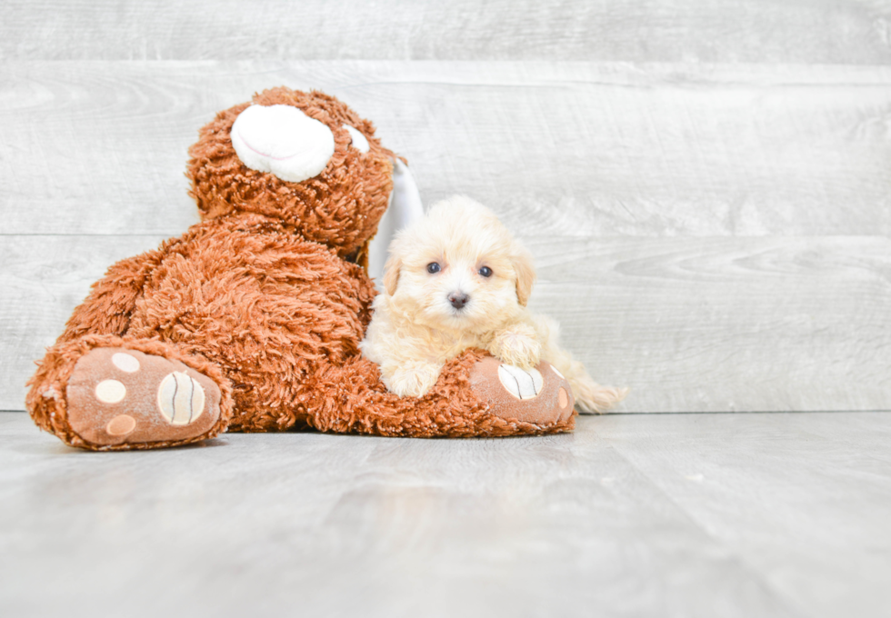 Popular Maltipoo Poodle Mix Pup