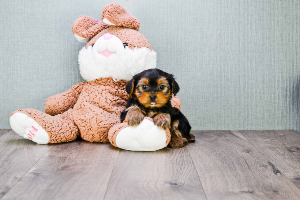 Meet Erica - our Yorkshire Terrier Puppy Photo 