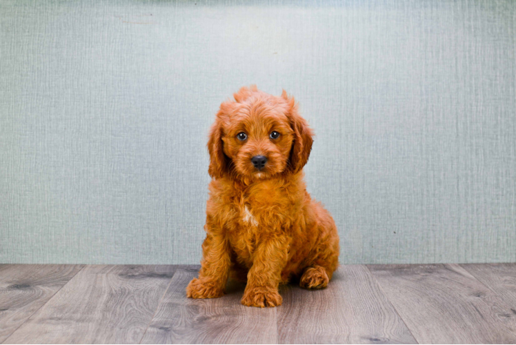 Energetic Golden Retriever Poodle Mix Puppy