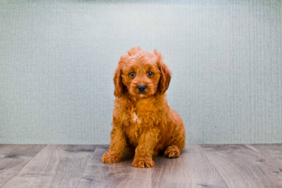 Energetic Golden Retriever Poodle Mix Puppy