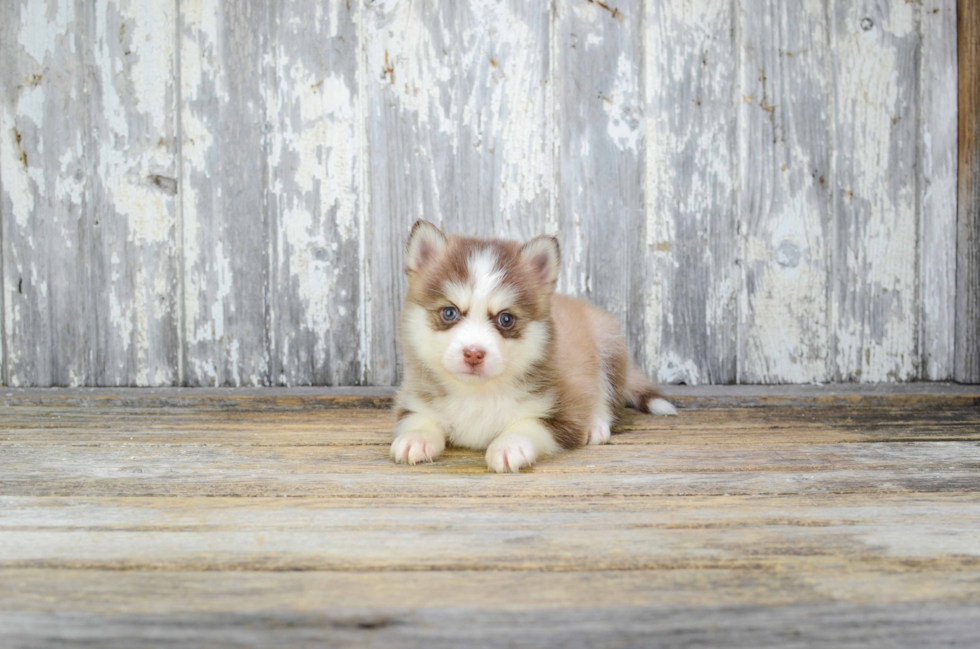 Energetic Mini Husky Designer Puppy