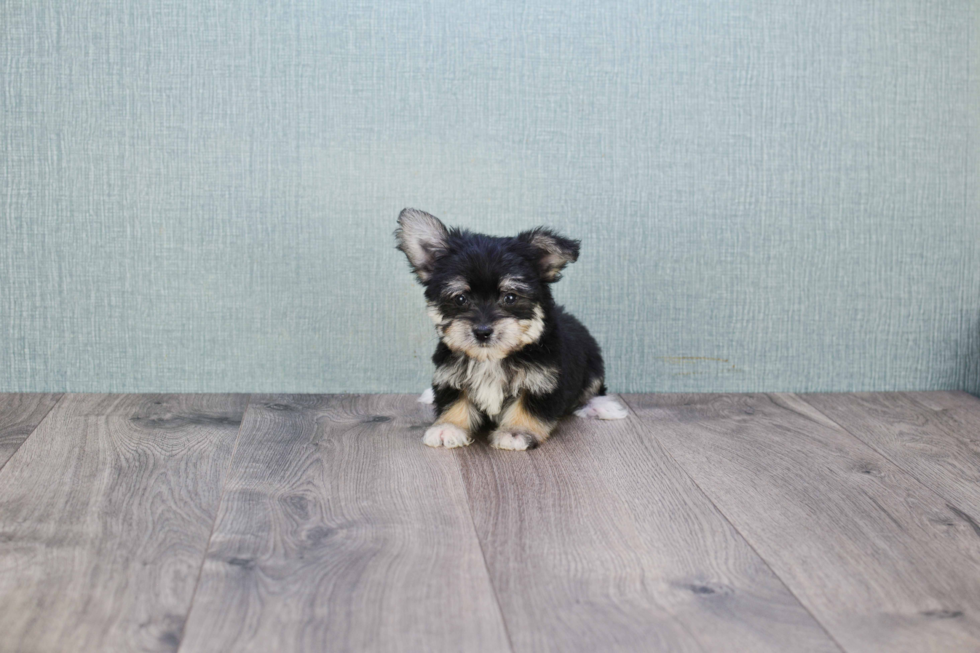 Morkie Puppy for Adoption