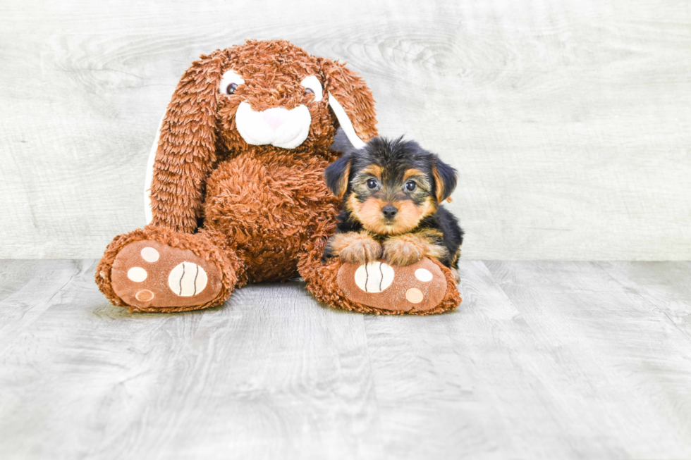 Meet Bella - our Yorkshire Terrier Puppy Photo 