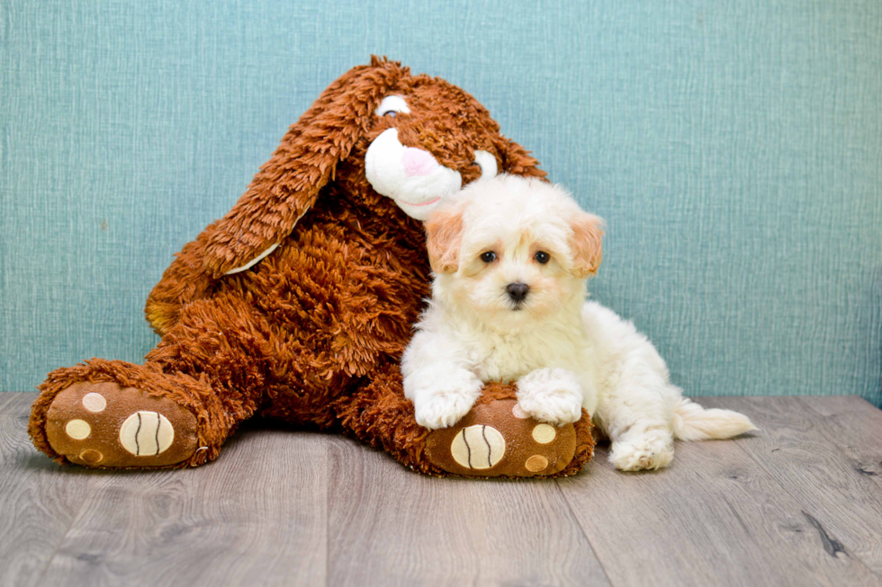 Funny Maltipoo Poodle Mix Pup