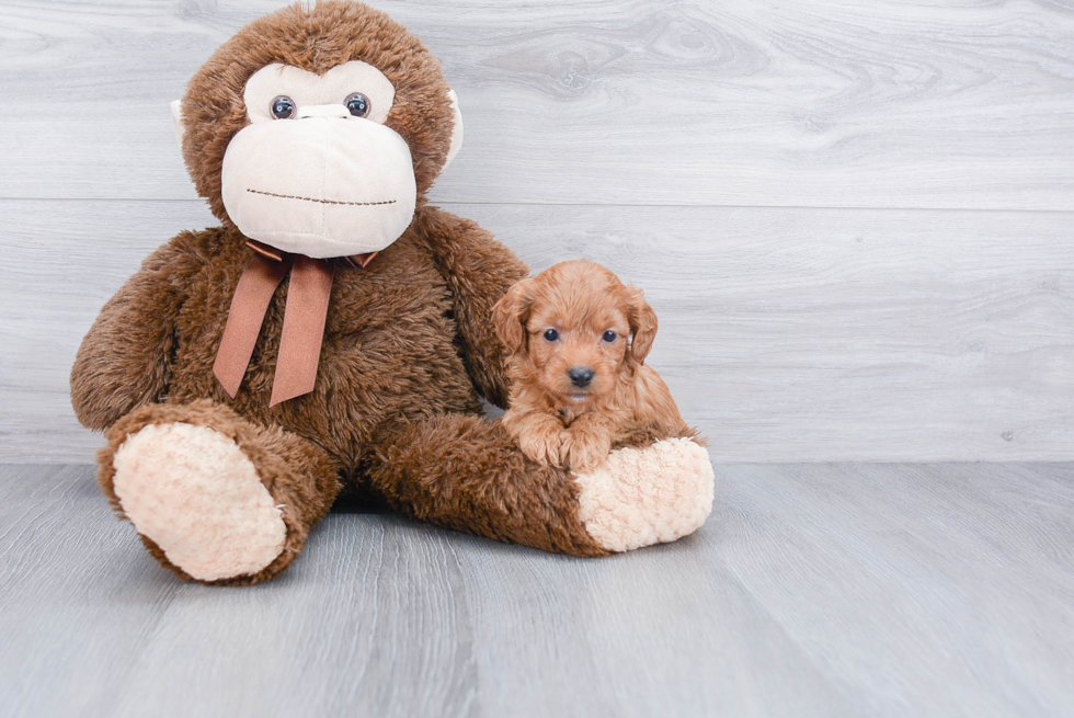 Cavapoo Puppy for Adoption