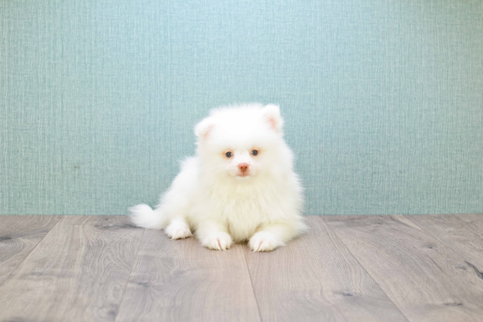 Pomeranian Pup Being Cute