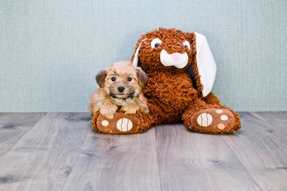 Morkie Pup Being Cute