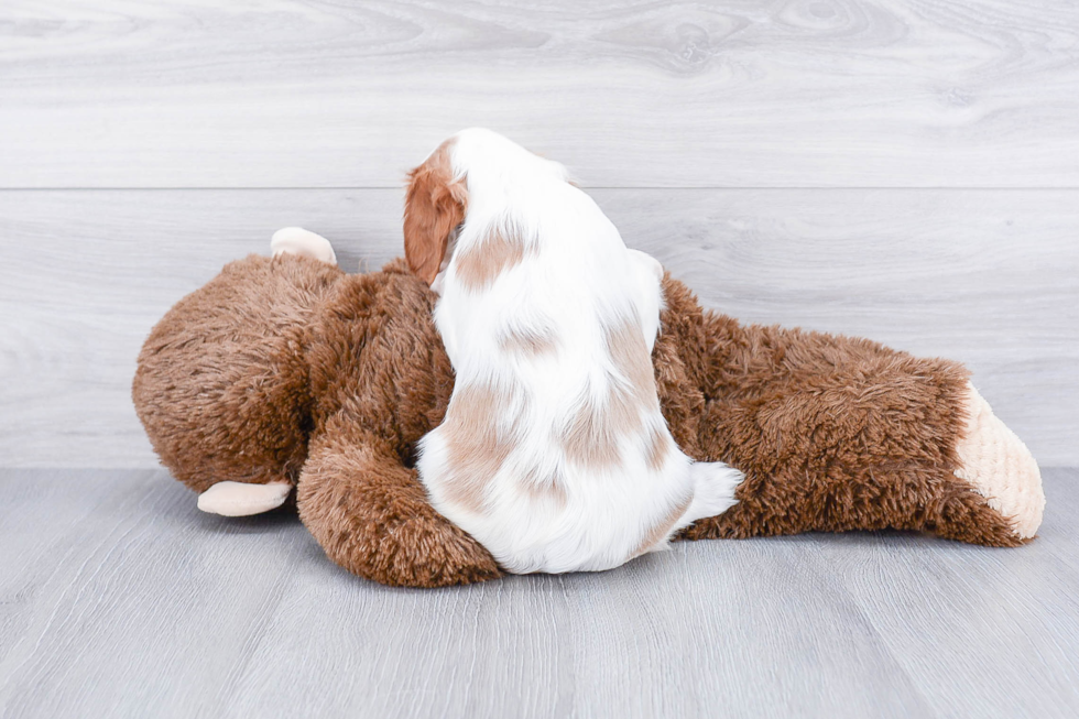 Best Cavalier King Charles Spaniel Baby