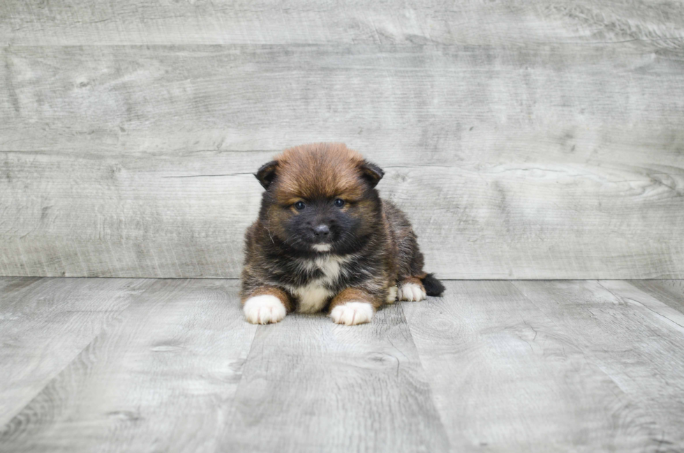 Pomsky Pup Being Cute