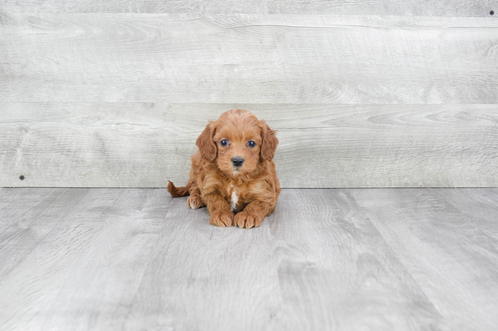 Sweet Mini Goldendoodle Baby