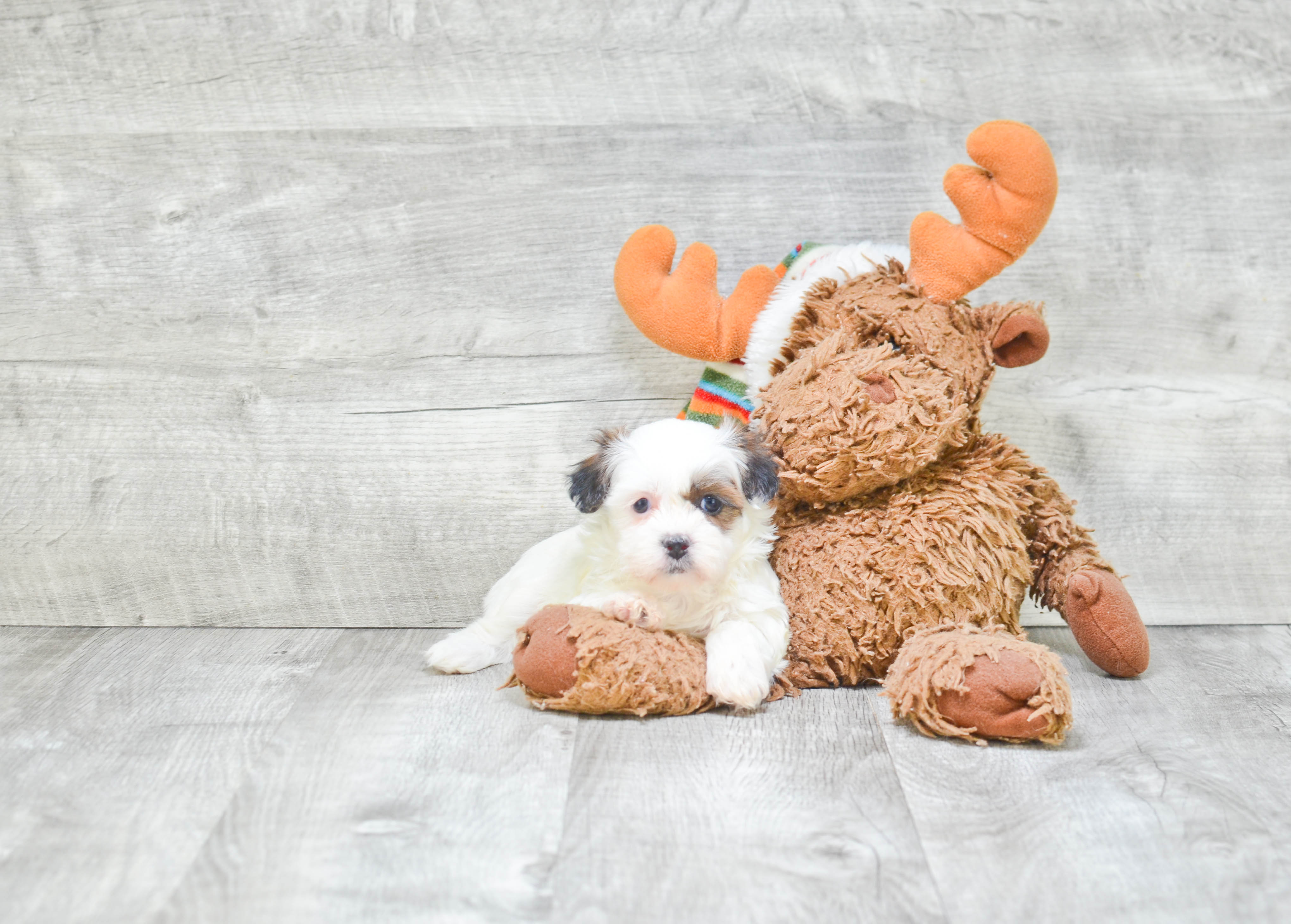Teddy Bear Pup Being Cute