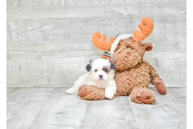 Teddy Bear Pup Being Cute