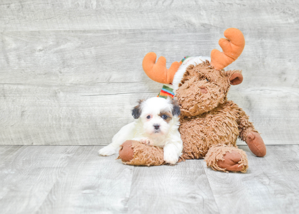 Teddy Bear Pup Being Cute