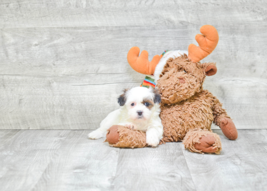 Teddy Bear Pup Being Cute