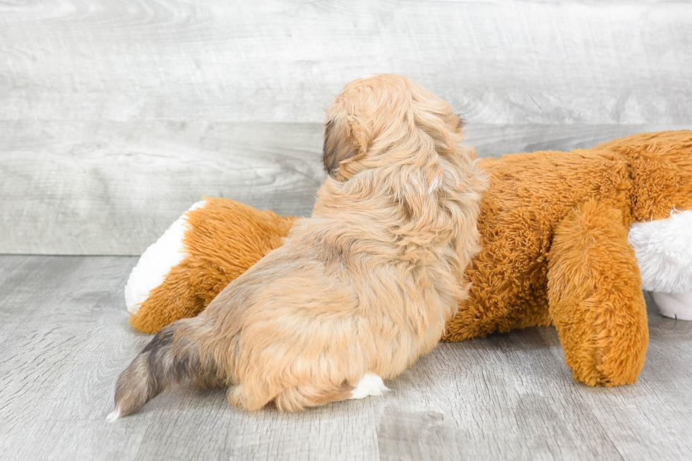 Popular Havanese Baby