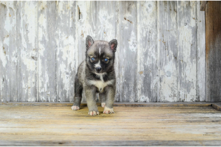 Pomsky Puppy for Adoption