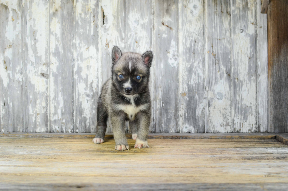 Pomsky Puppy for Adoption