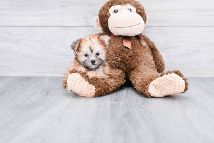 Playful Yorkie Designer Puppy