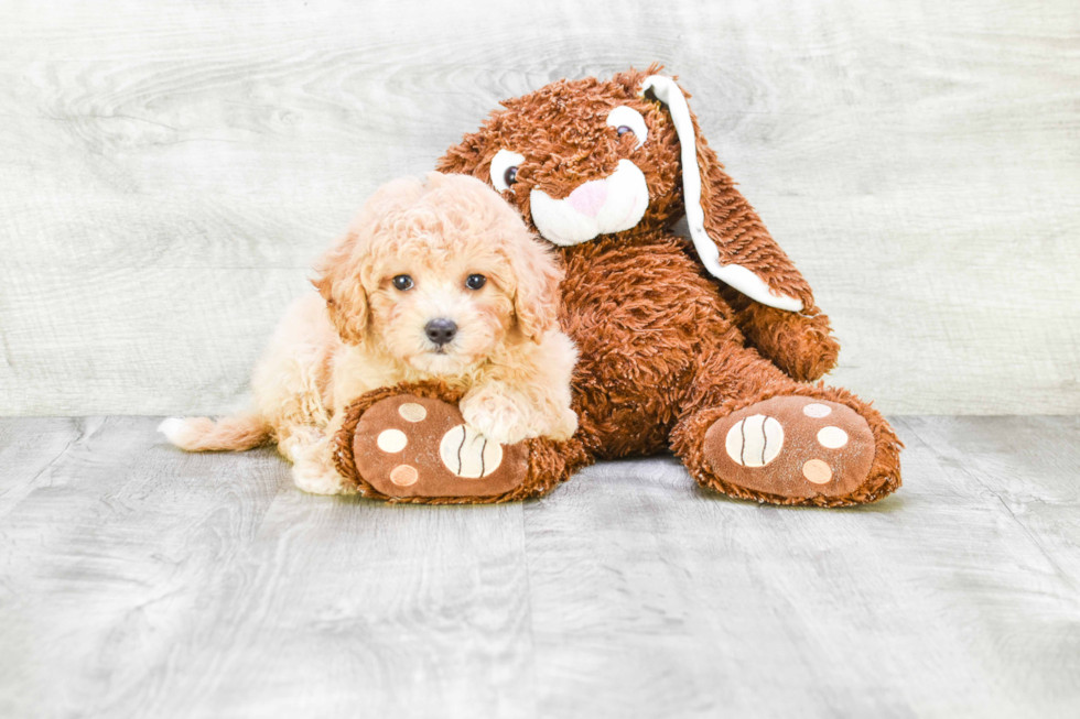 Playful Havanese Baby