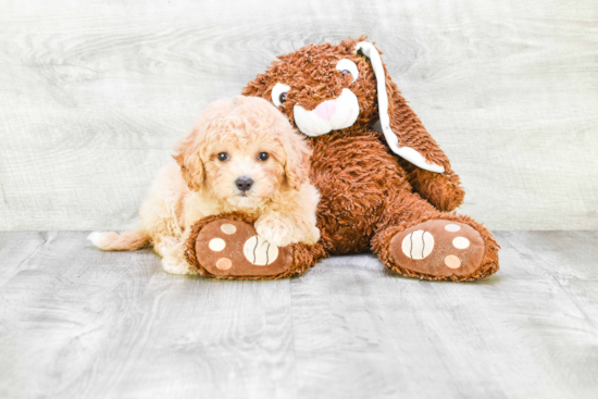 Playful Havanese Baby