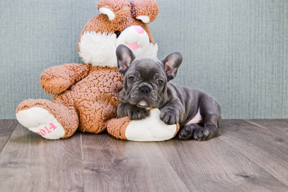 Playful French Bulldog Purebred Pup