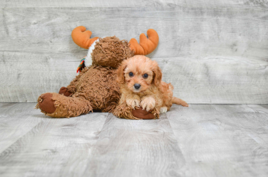 Little Cavoodle Poodle Mix Puppy