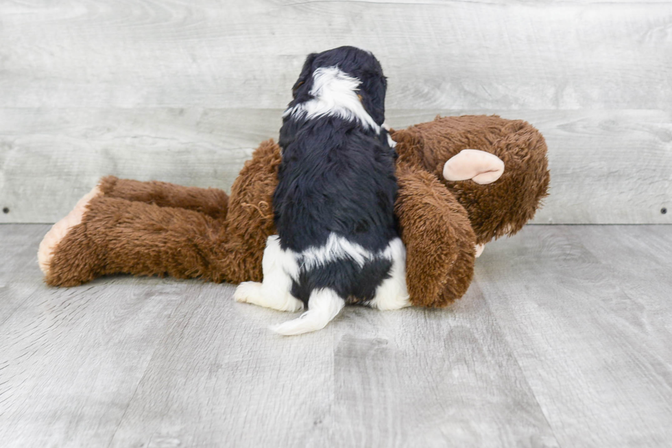 Fluffy Cavachon Designer Pup