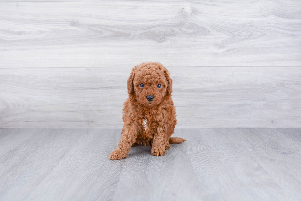 Hypoallergenic Cavoodle Poodle Mix Puppy