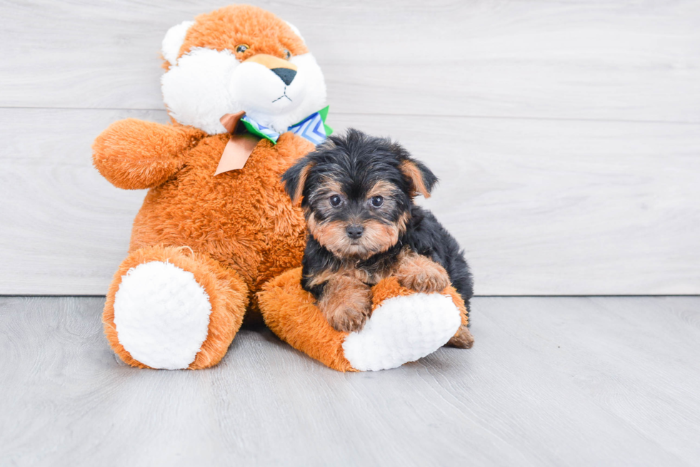 Meet Stevo - our Yorkshire Terrier Puppy Photo 