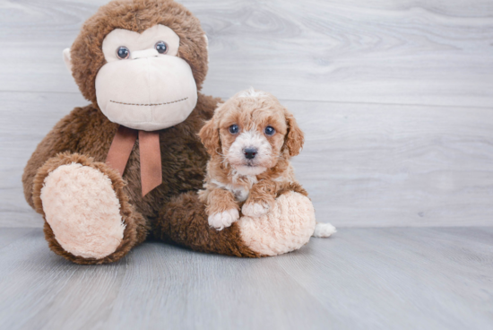 Friendly Cavapoo Baby