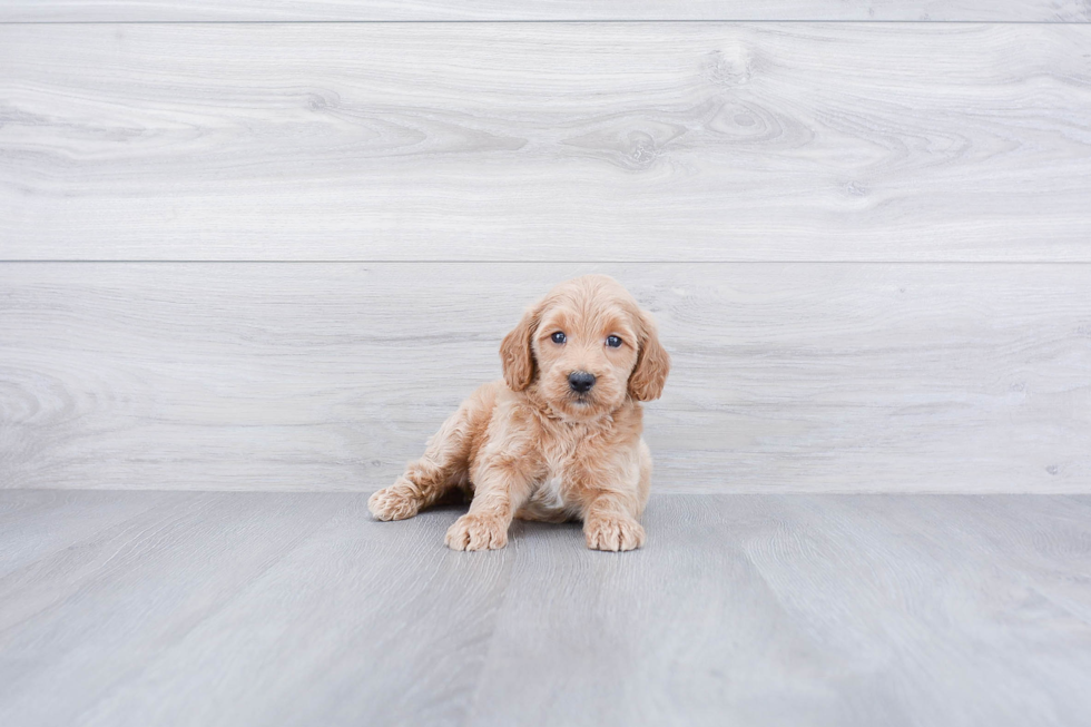 Best Mini Goldendoodle Baby