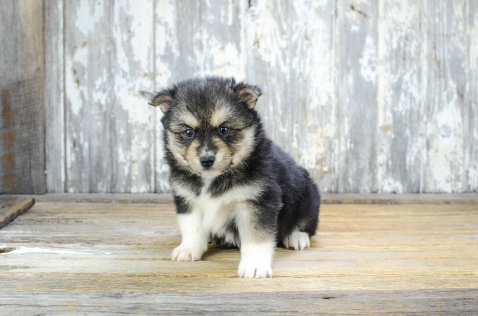 Popular Pomsky Designer Pup