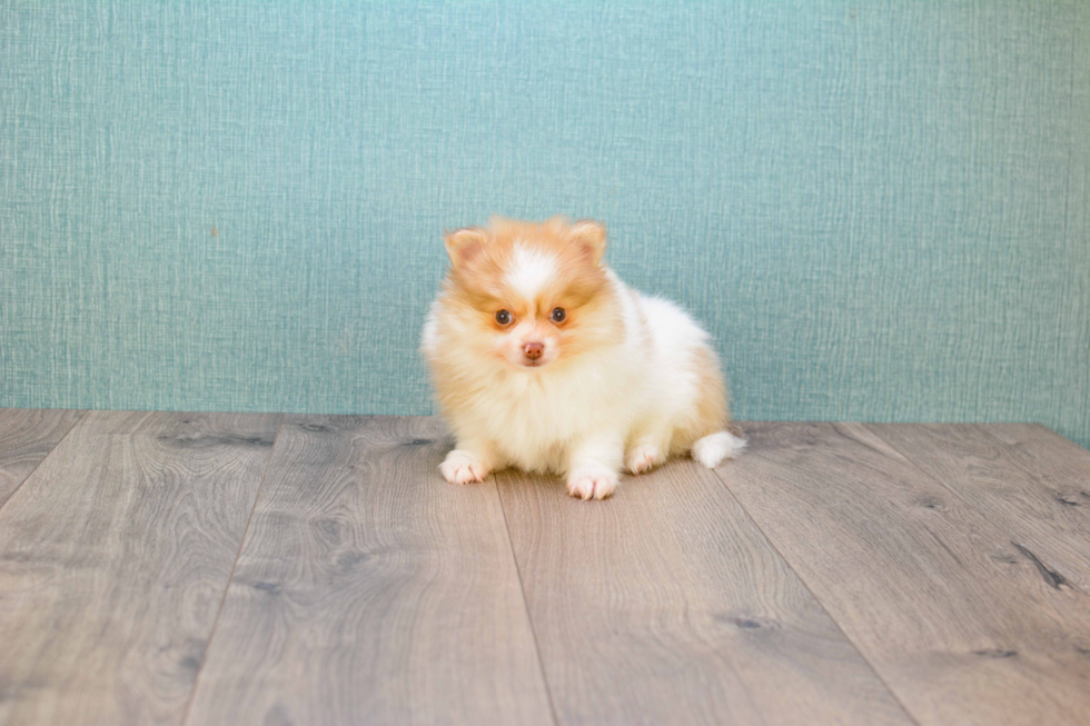 Pomeranian Puppy for Adoption