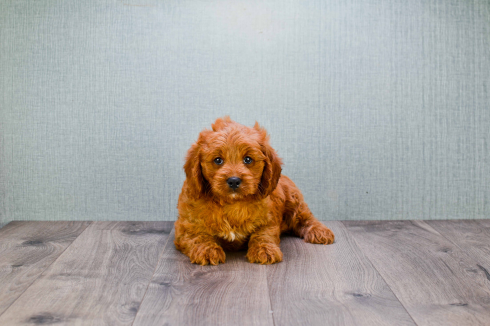 Best Mini Goldendoodle Baby