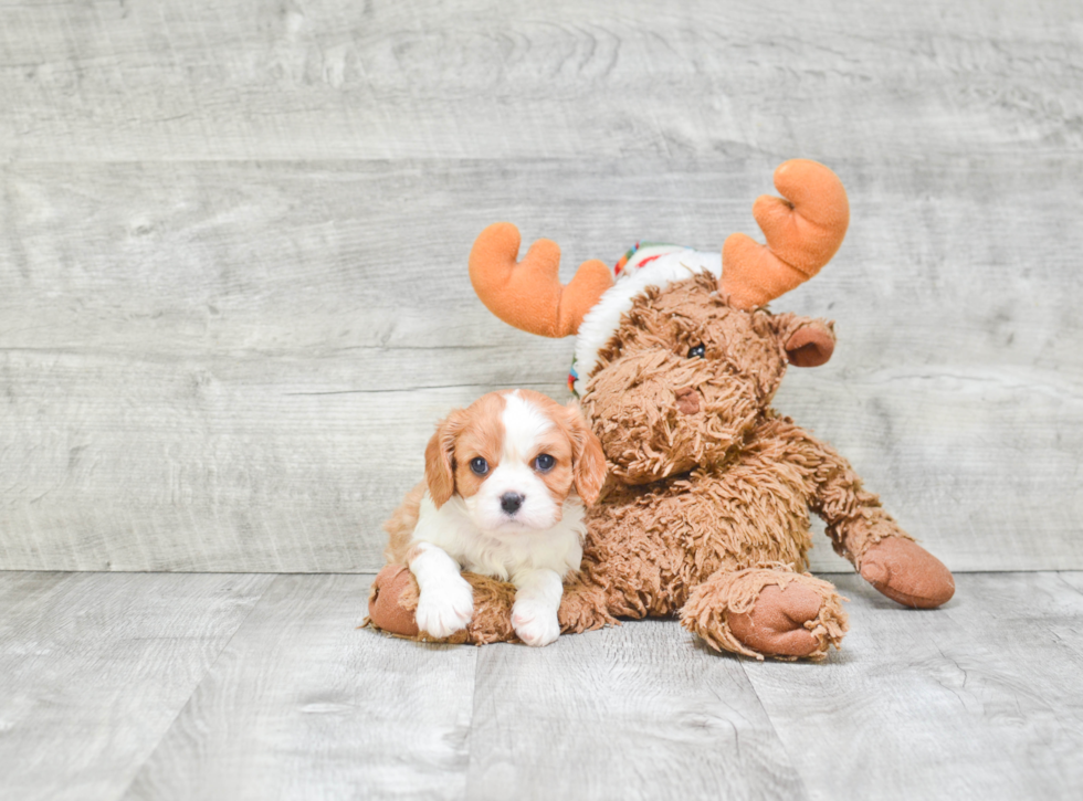 Best Cavalier King Charles Spaniel Baby