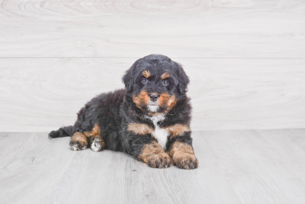 Sweet Mini Bernedoodle Baby